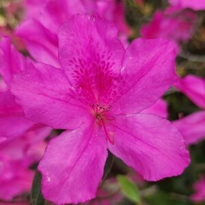 Meet your Posher, Diana